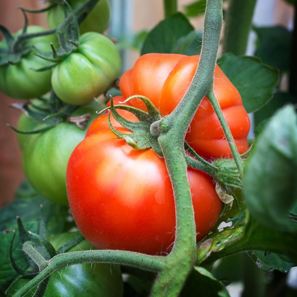 Tomato 'Big Beef' 4" 4"