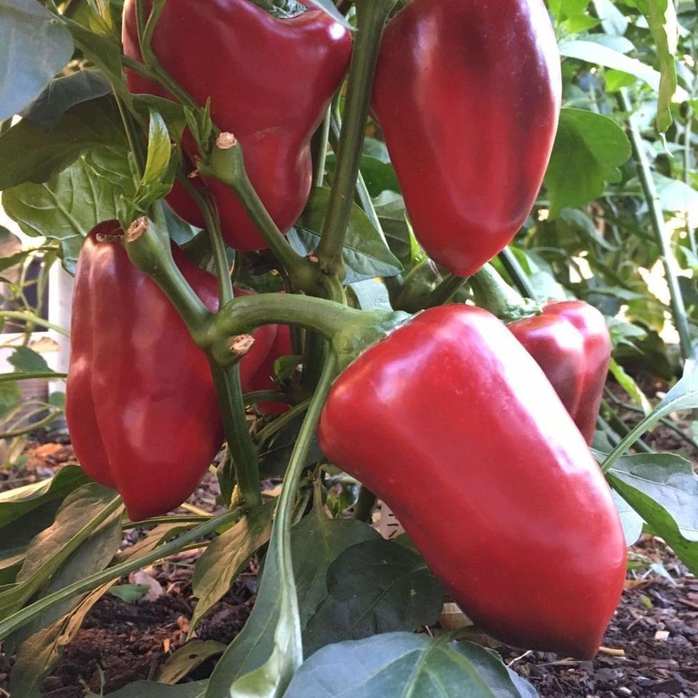 Pepper Sweet 'Big Bertha' 4" 4"