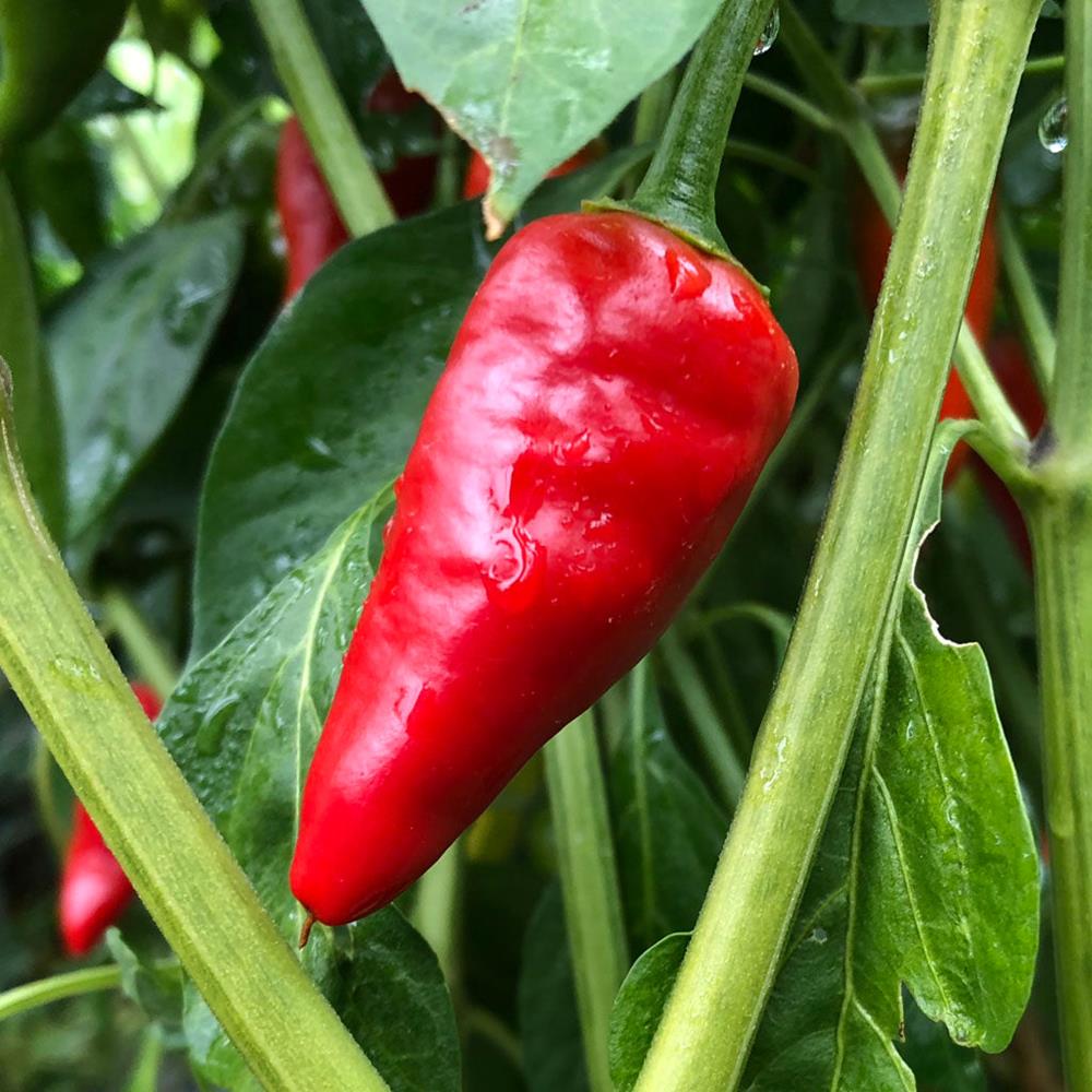 Pepper Jalapeno Big Guy 4" 4"