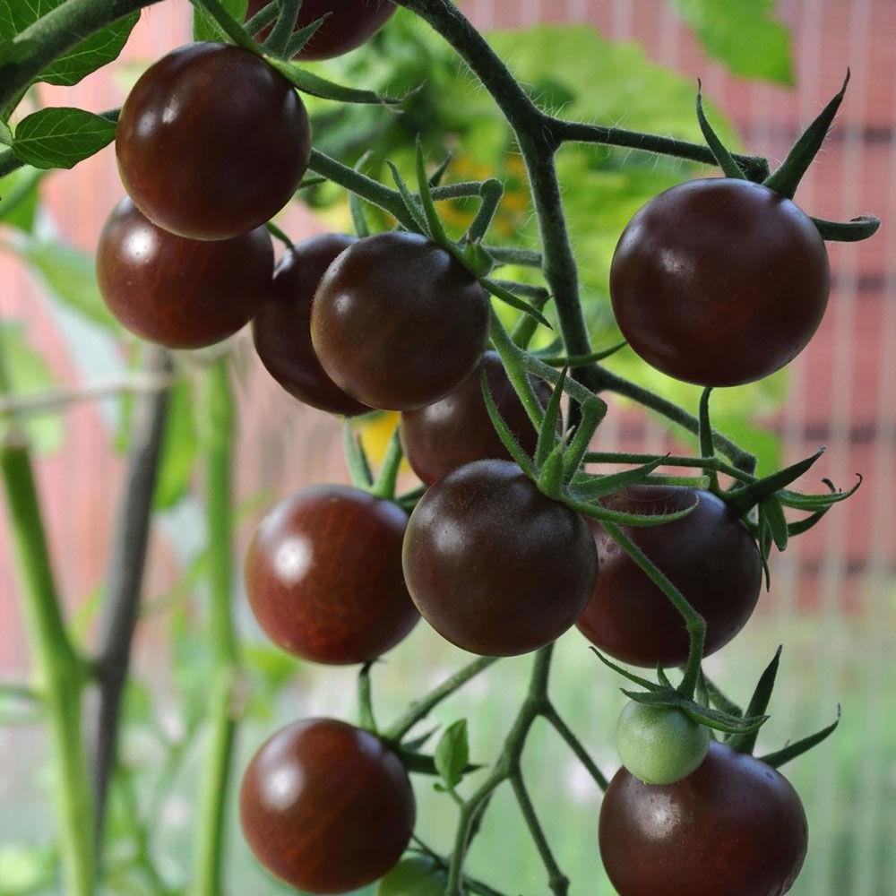 Tomato Cherry 'Chocolate Cherry' 4" 4" Pot