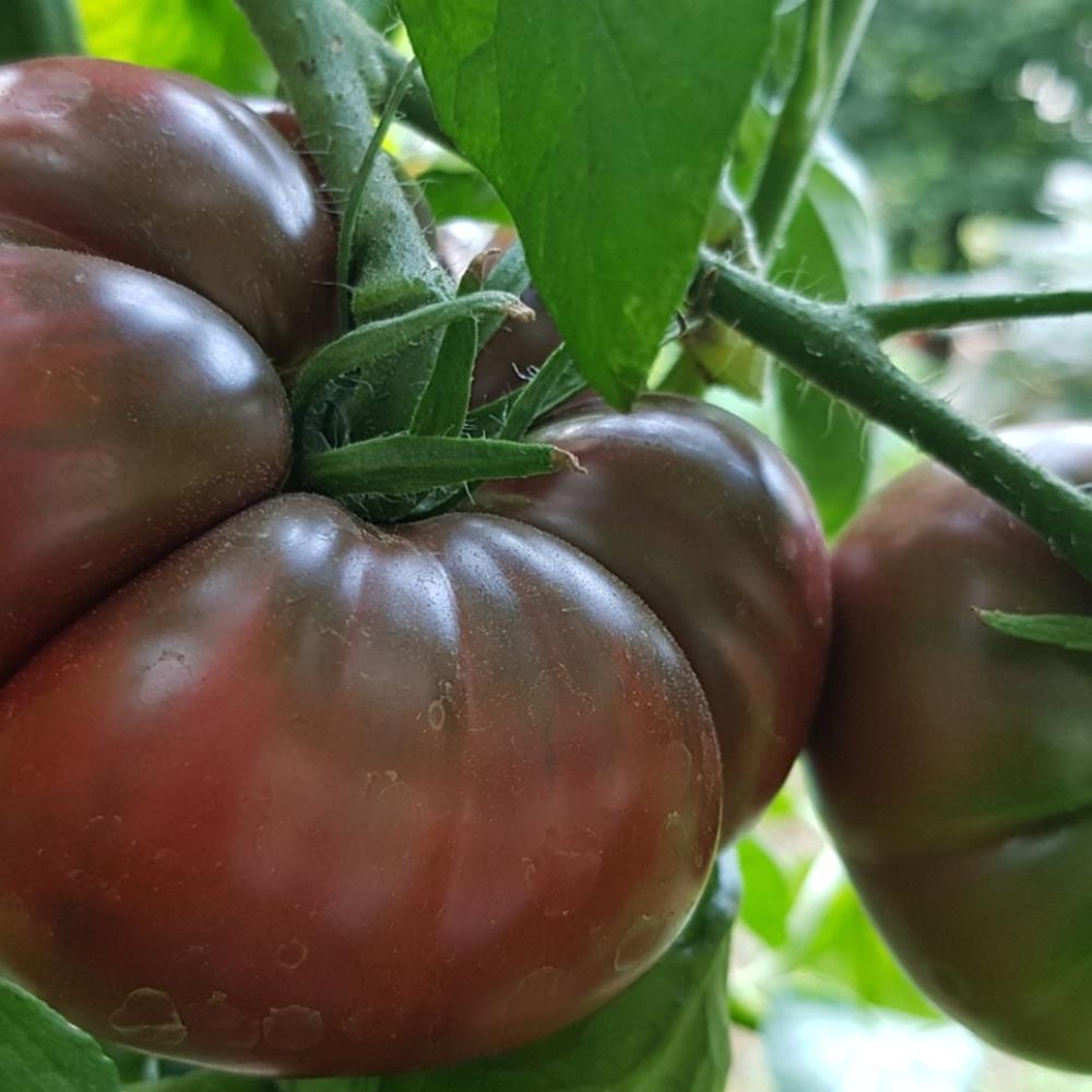 Tomato 'Black Krim' Heirloom 4.75" 4.75"