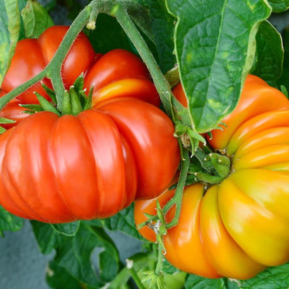 Tomato Heirloom 'Brandywine Red' 4" 4"