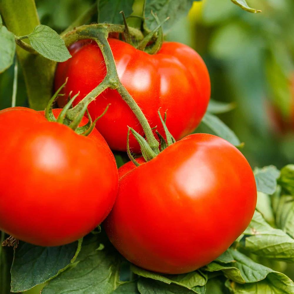 Tomato 'Burpee Big Boy' 4" 4"