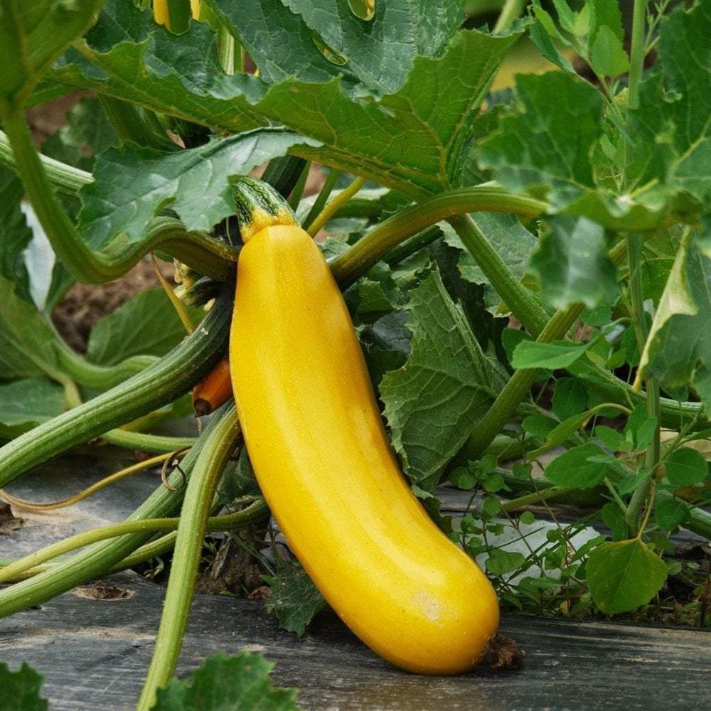 Squash Zucchini 'Burpee Golden 4" 4"