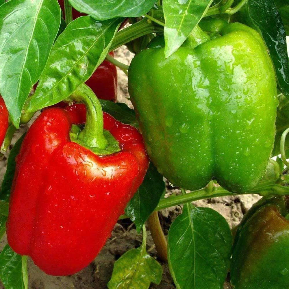 Pepper Sweet 'California Wonder' 4" 4"