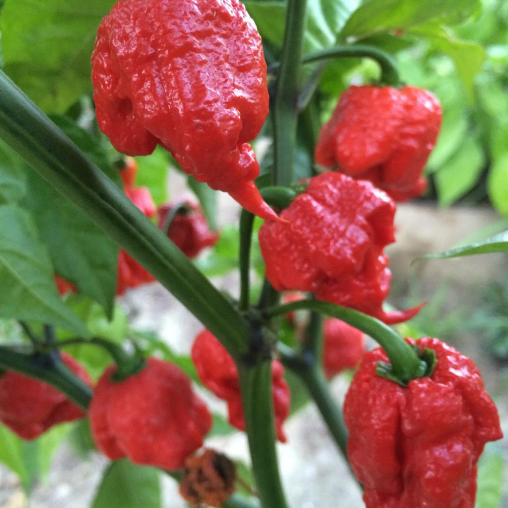 Pepper Hot 'Carolina Reaper' 4.75" 4.75"