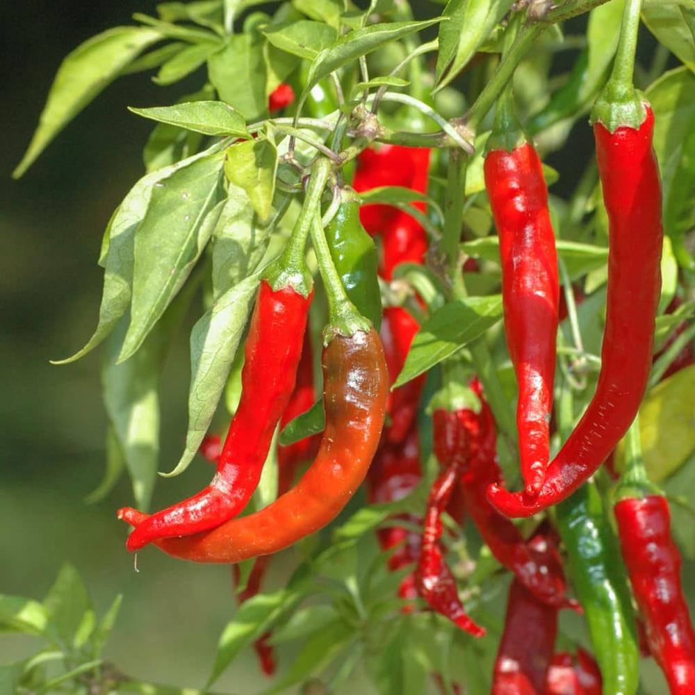 Pepper Hot 'Cayenne' 4" 4"