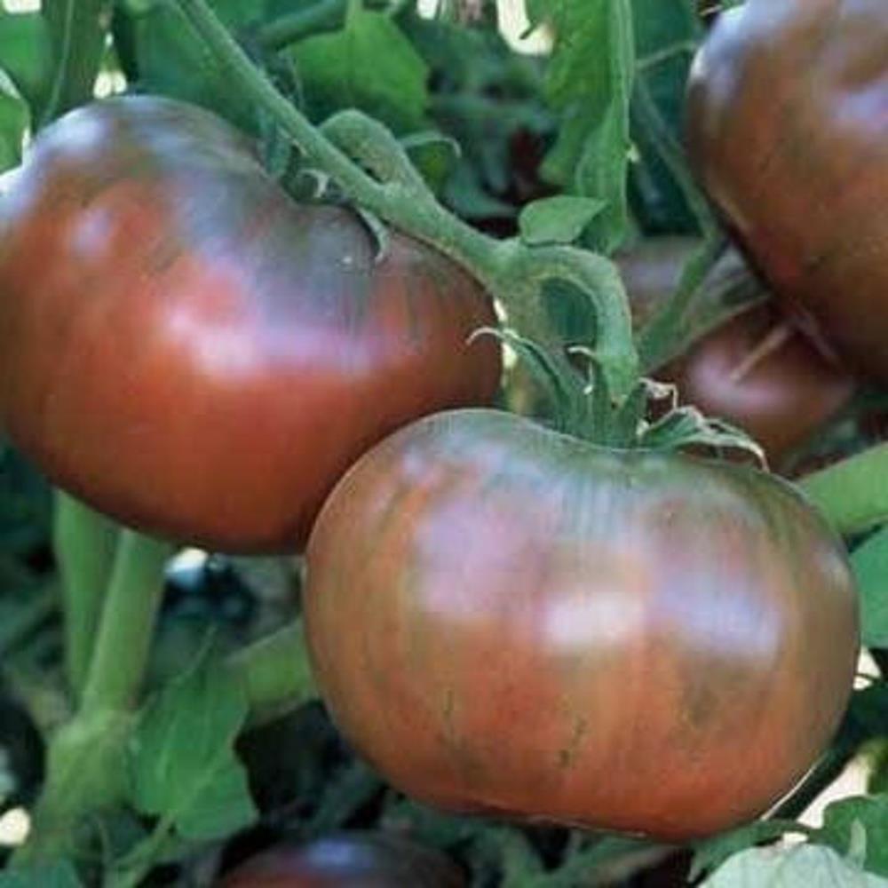 Tomato 'Cherokee Purple' Heirloom 4" 4"