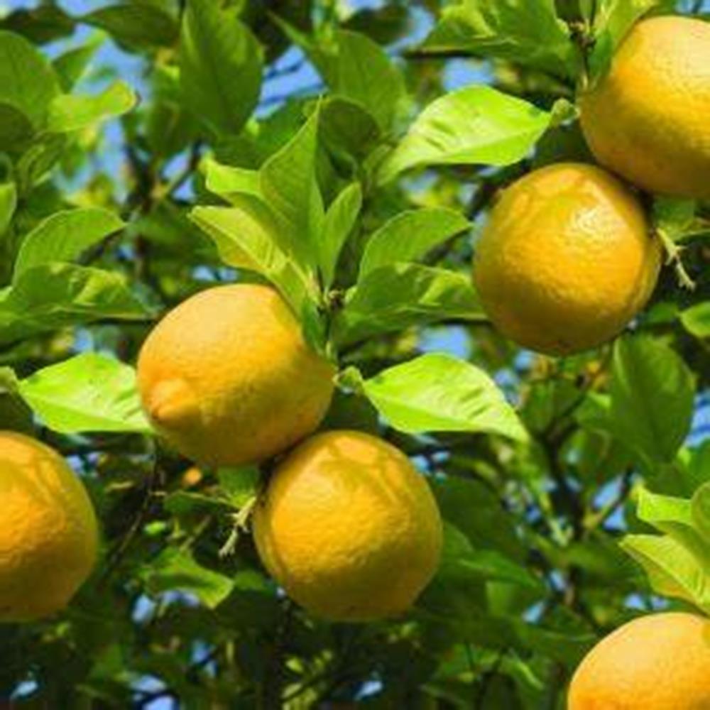 Citrus Bush Lemon Lime Cal 10" 10"