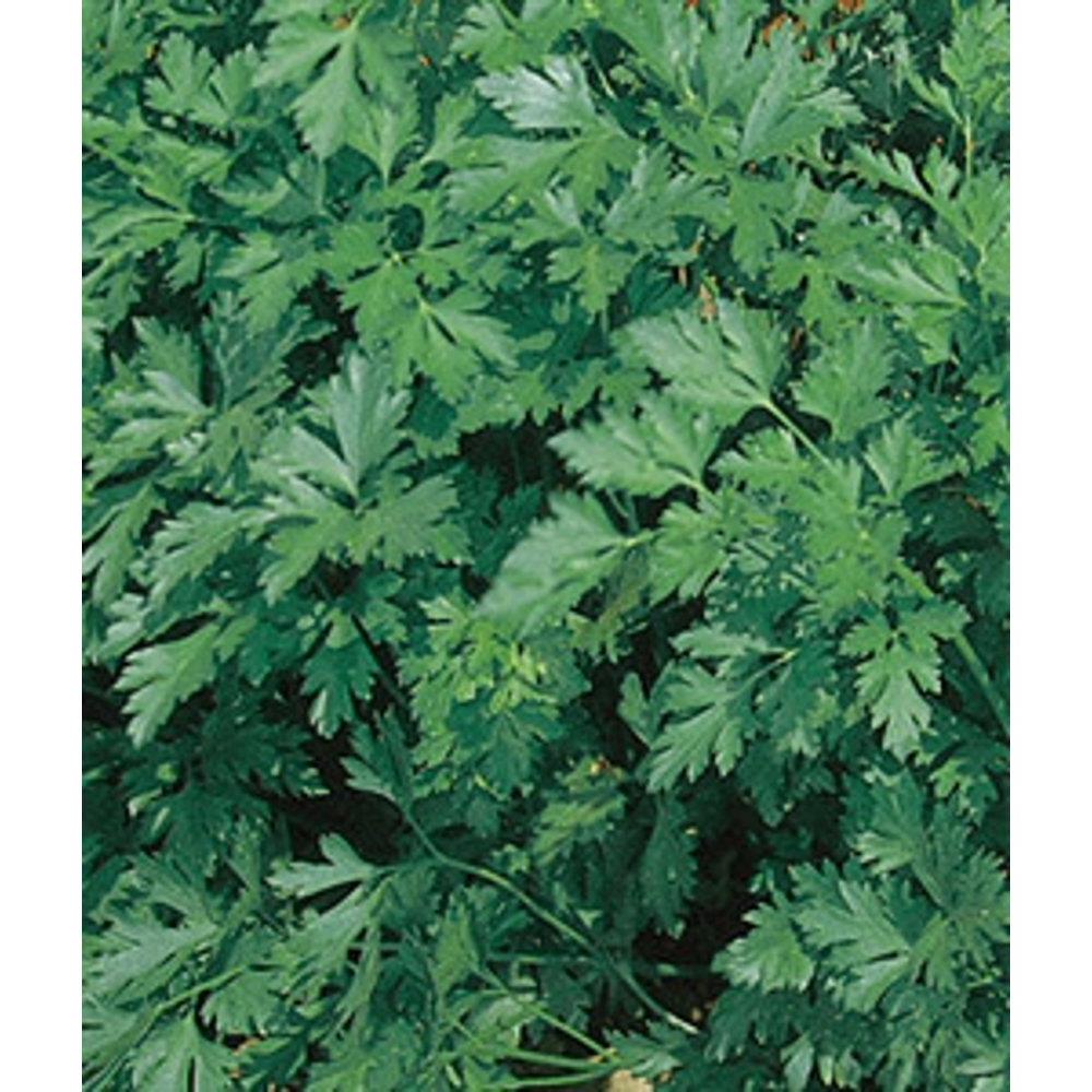 Herb Parsley Italian Plain 4" 4"