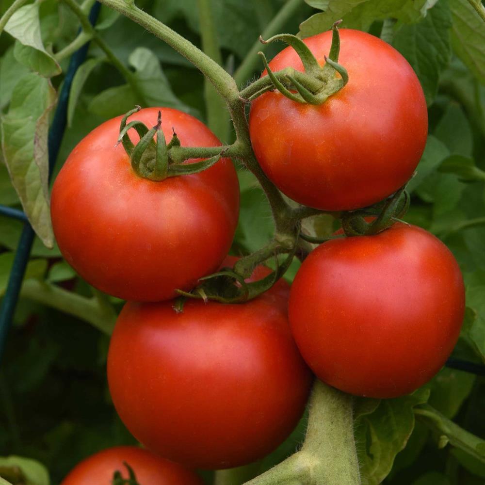 Tomato 'Early Girl' 4" 4"
