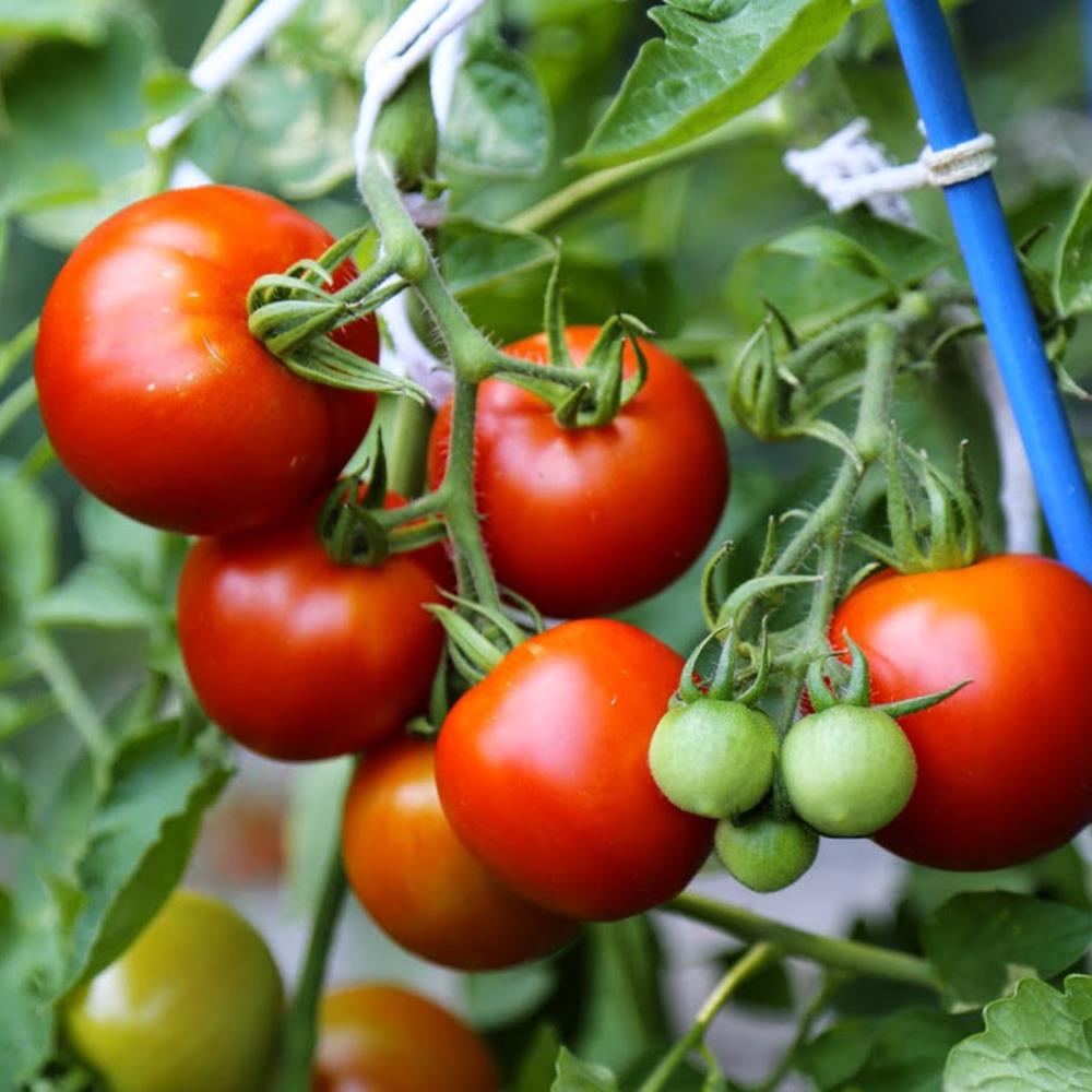 Tomato 'Fourth of July' 4" 4"