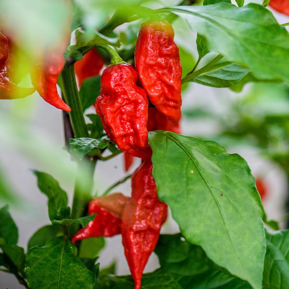 Pepper Hot 'Ghost' 4.75" 4.75"