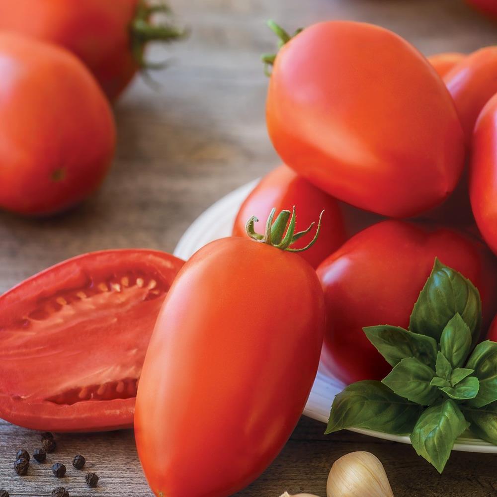 Tomato 'Gladiator' 4" 4"