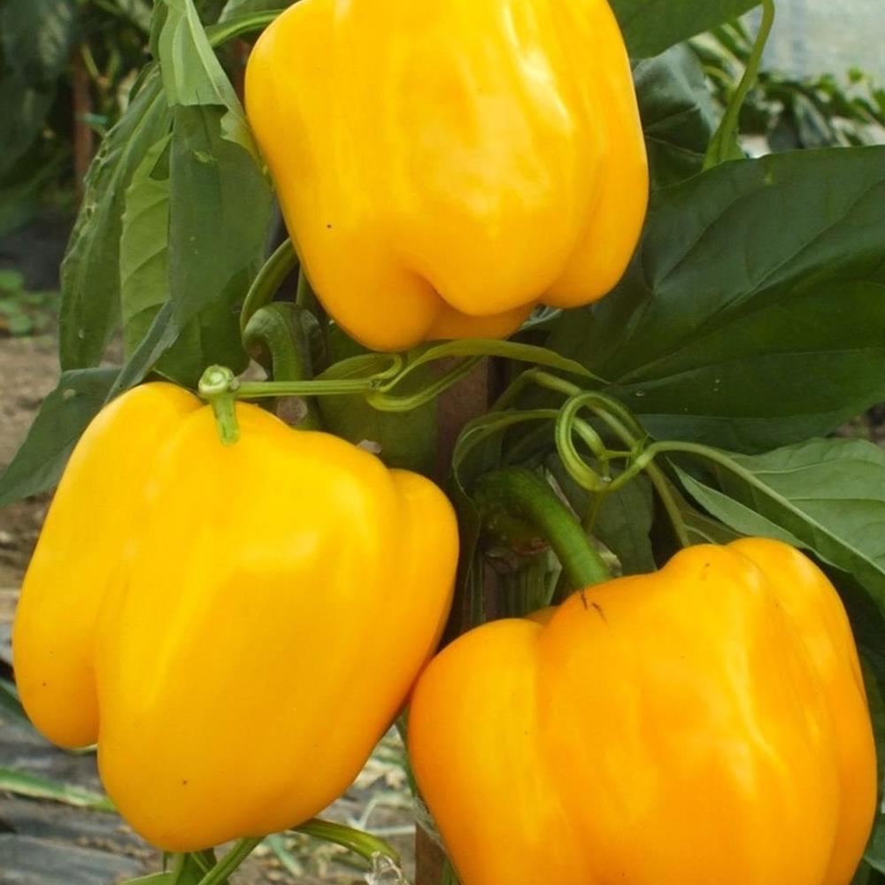 Pepper Sweet 'Golden California' 4" 4"
