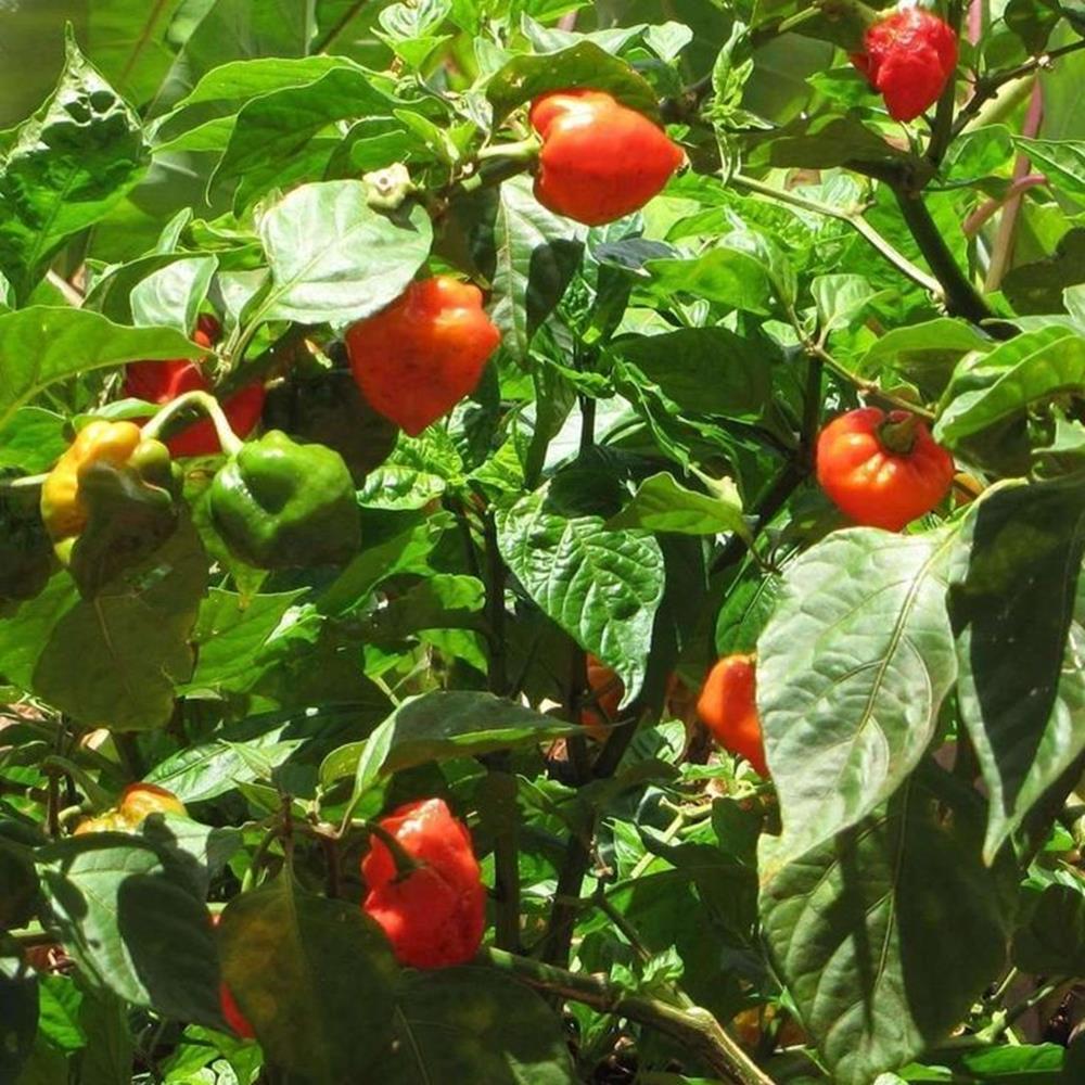 Pepper Hot 'Habanero' Burning Bush' 4" 4"