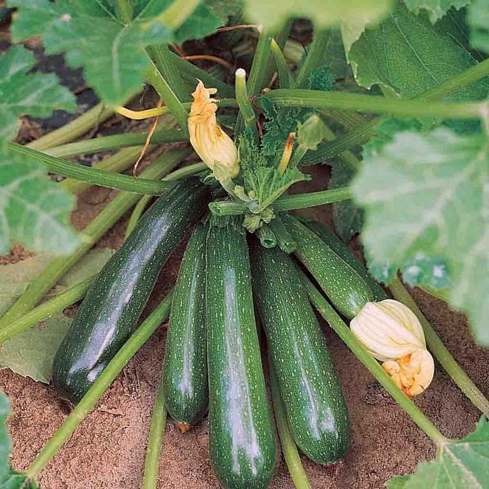 Squash Zucchini 'Hybrid' 4" 4"