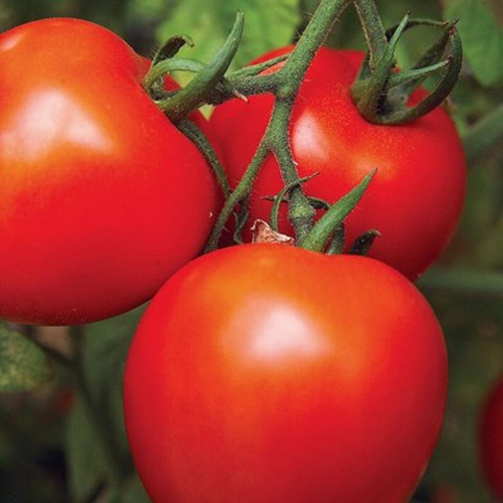 Tomato 'Jet Star' 4" 4"