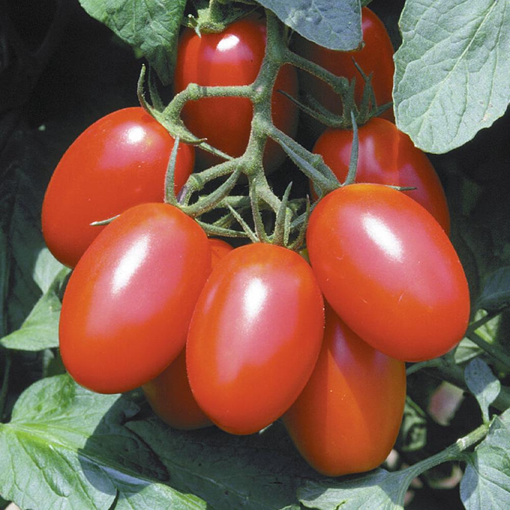 Tomato 'Juliet Hybrid' Grape 4.75" 4.75"