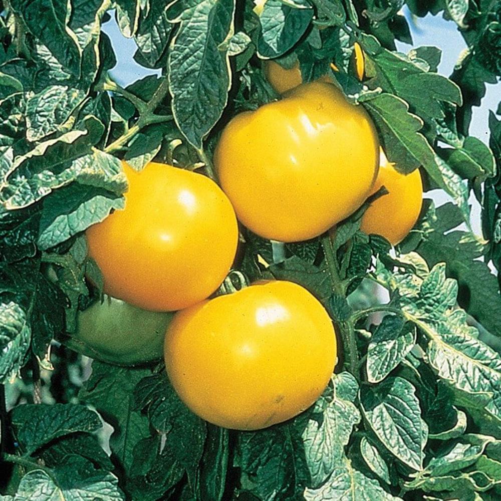 Tomato 'Lemon Boy' 4" 4"