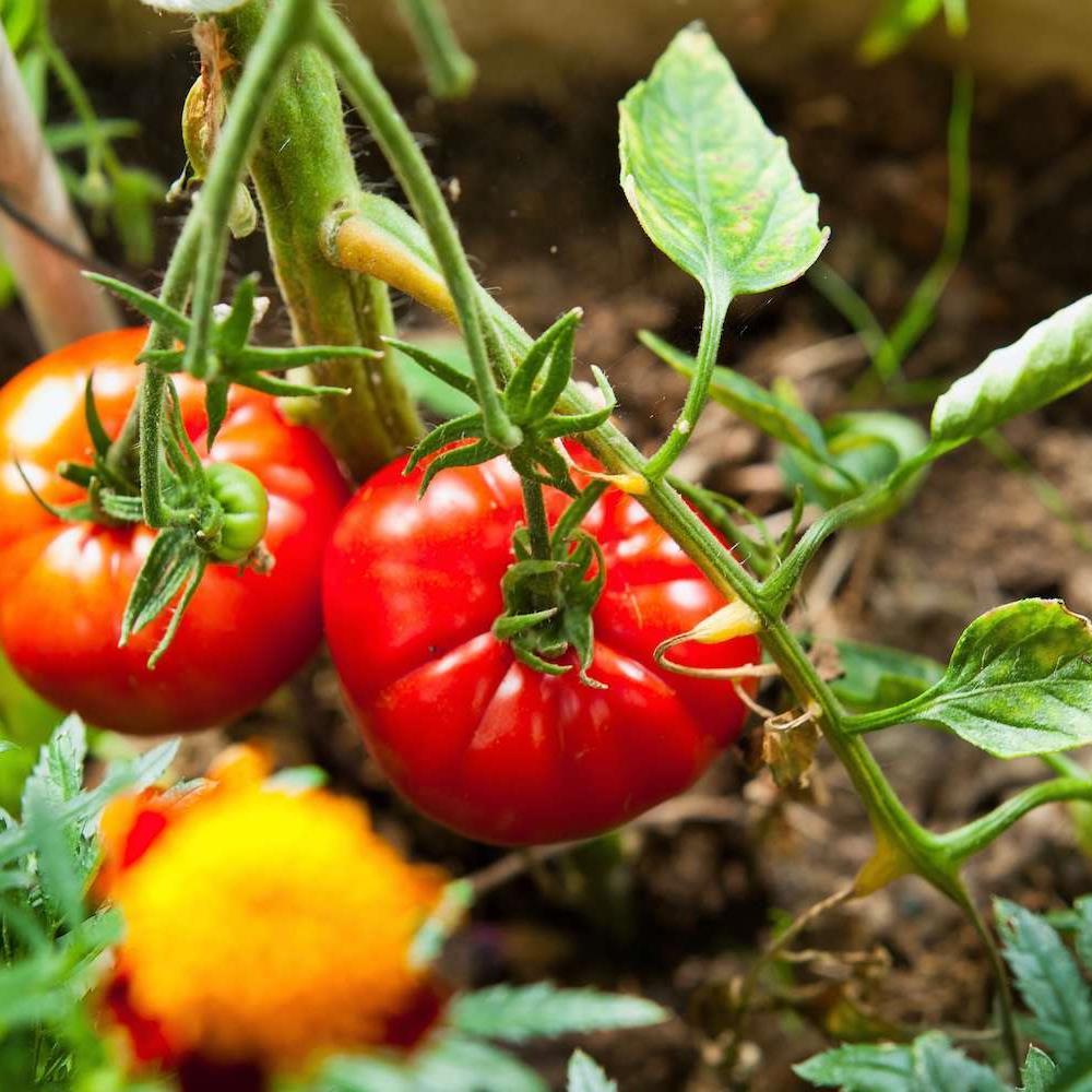 Tomato 'Mighty Mato Big Beef' #1 #1