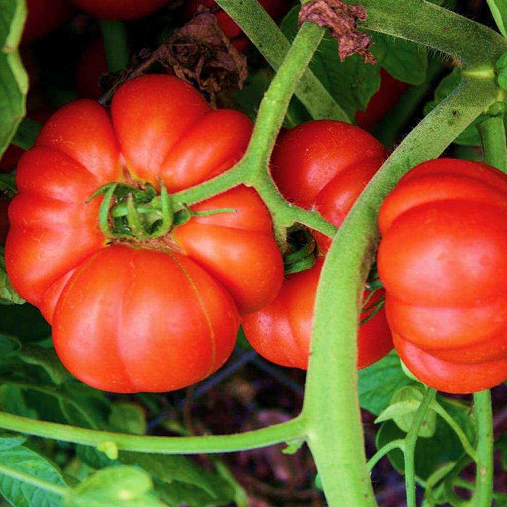 Tomato 'Mortgage Lifter' 4" 4"