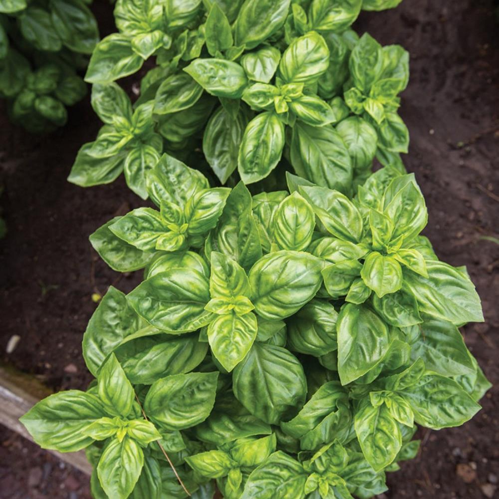 Herb Basil Pesto Party 4" 4"