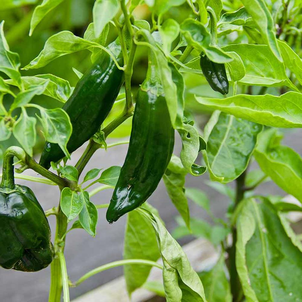 Pepper Hot Poblano 4.75" 4.75"