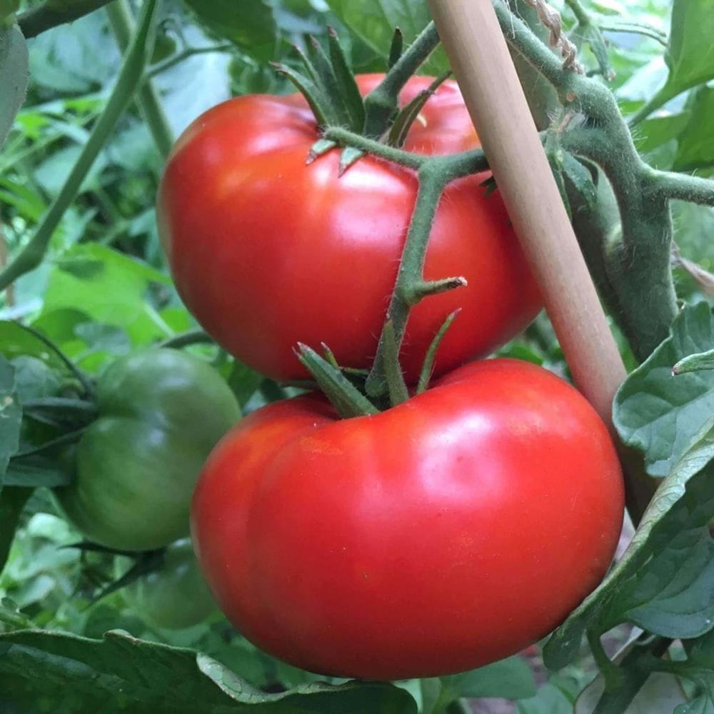 Tomato 'Beefsteak' 6 Pack 6 Pack