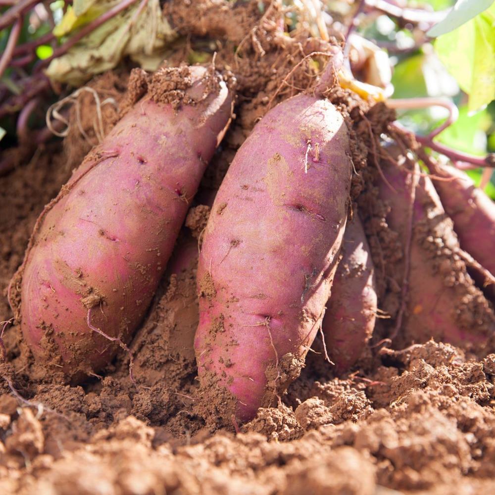 Sweet Potato 'Porto Rico' Bush #1 #1