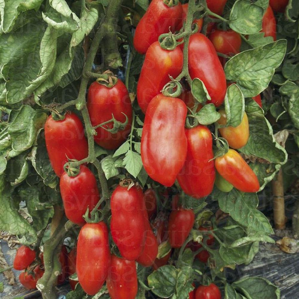 Tomato 'San Marzano' 4" 4"