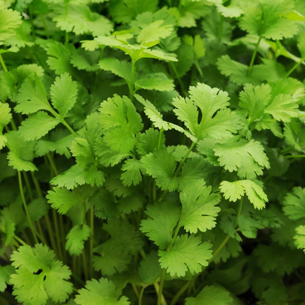 Herb, Annual Cilantro 'Santo' 4" 4"