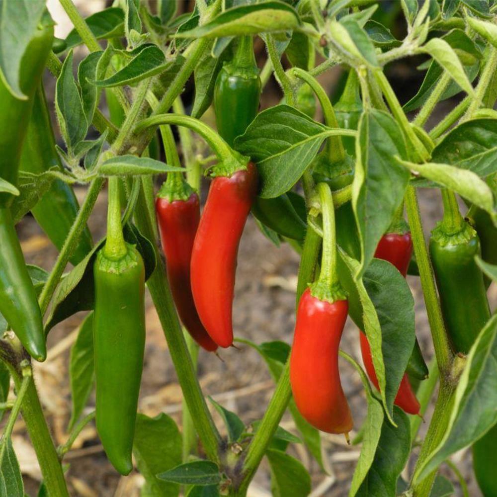 Pepper Hot 'Serano' 4.75" 4.75"