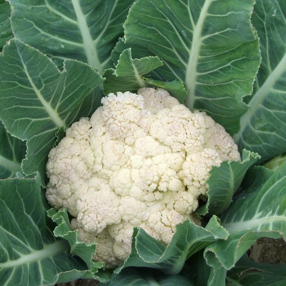 Cauliflower 'Snow Crown' 4 pack 4 Pack
