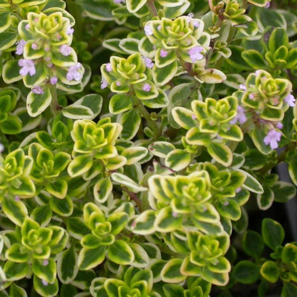 Herb Thyme Lemon 4" 4"