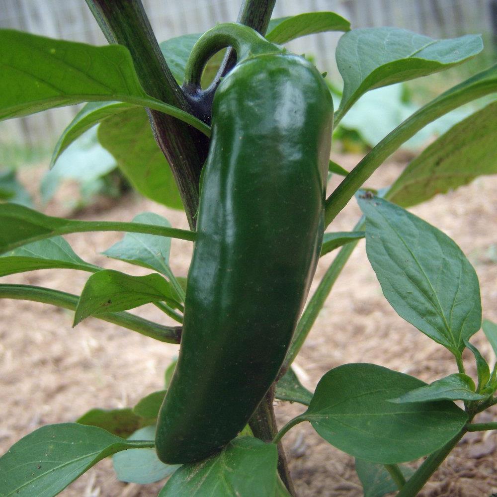 Pepper Hot 'Jalapeno Gigantia' 4" 4"