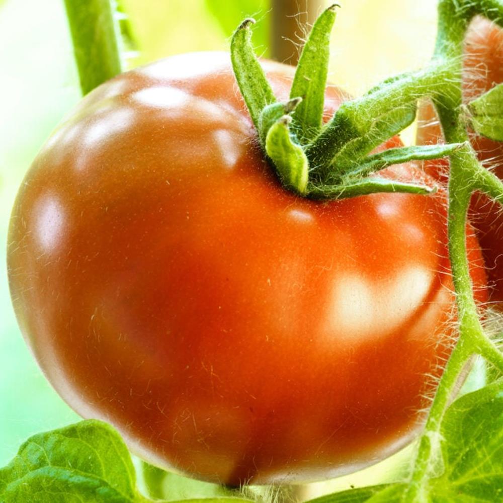 Tomato 'Super Fantastic' 6 Pack 6 Pack