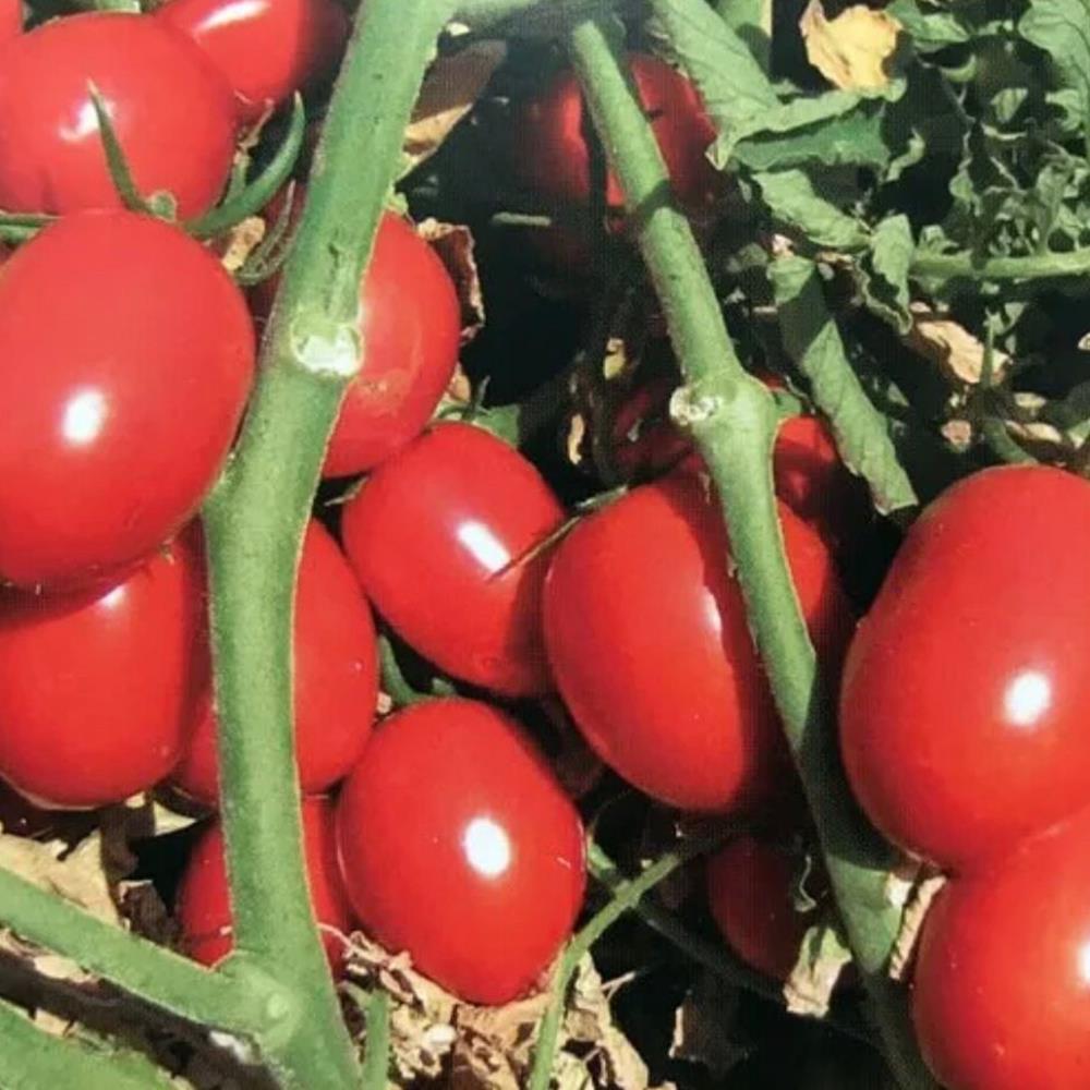 Tomato 'Super Sauce' 4"