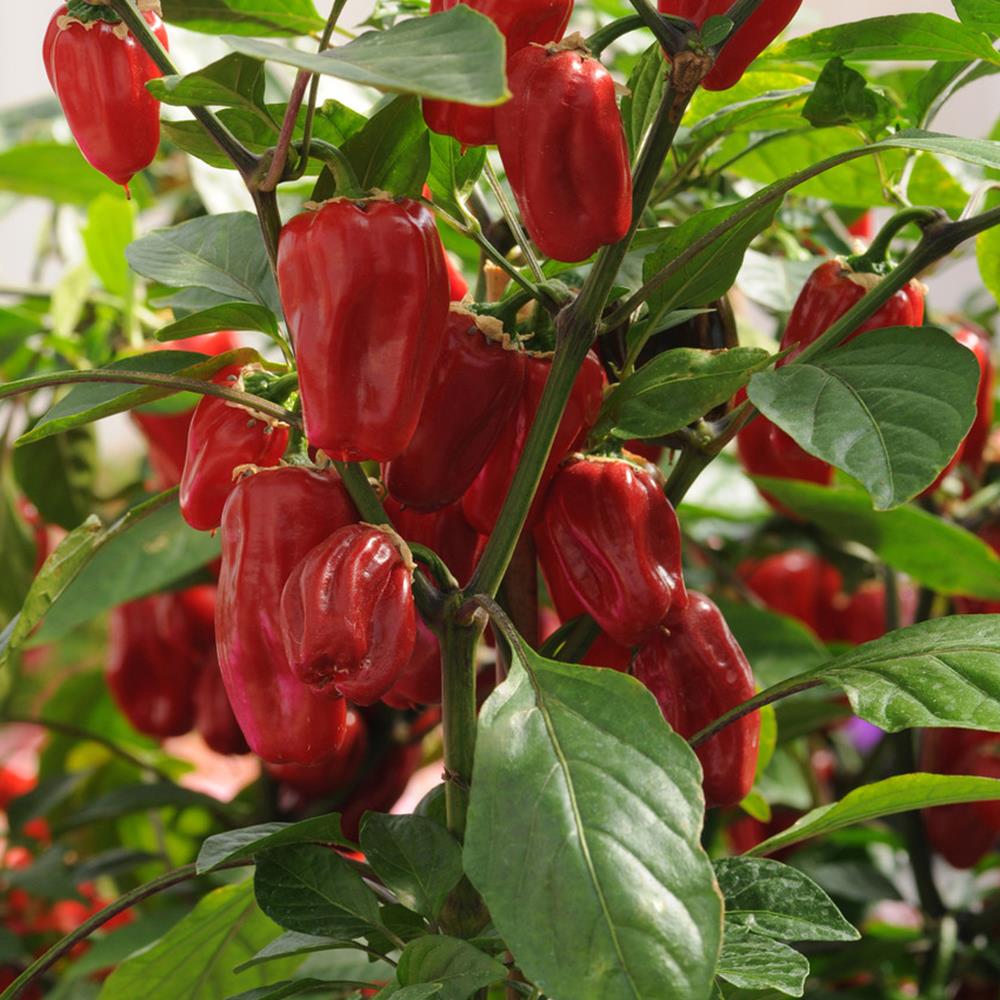 Pepper Hot 'Sweet Heat' 4" 4"