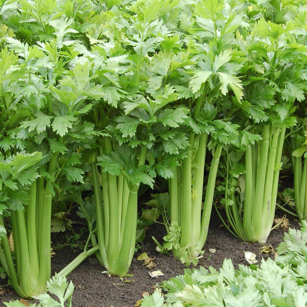 Celery 'Tango' 4 Pack 4 Pack