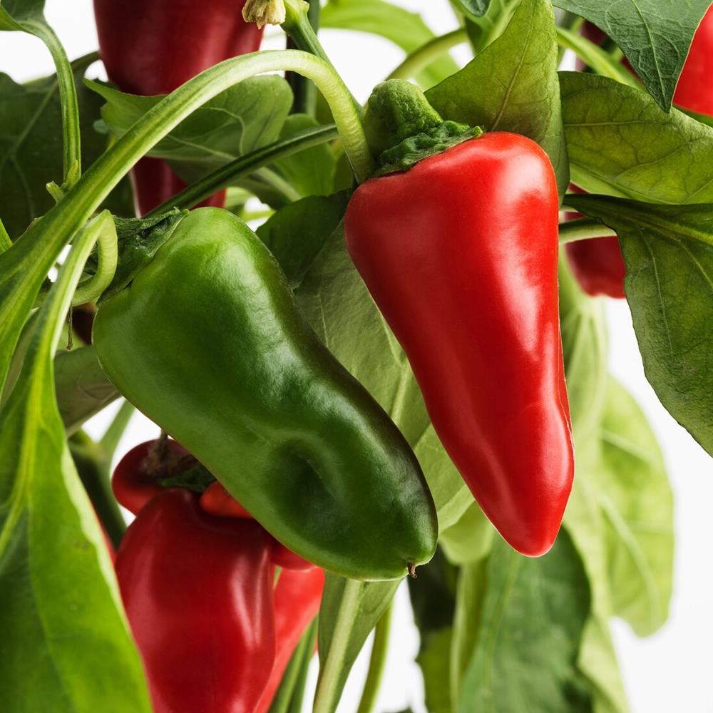 Pepper Sweet 'Thunderbolt' 4" 4"