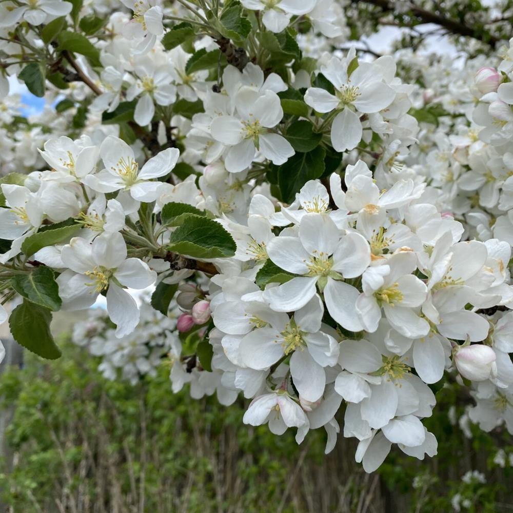 Crab, 'Spring Snow' #10