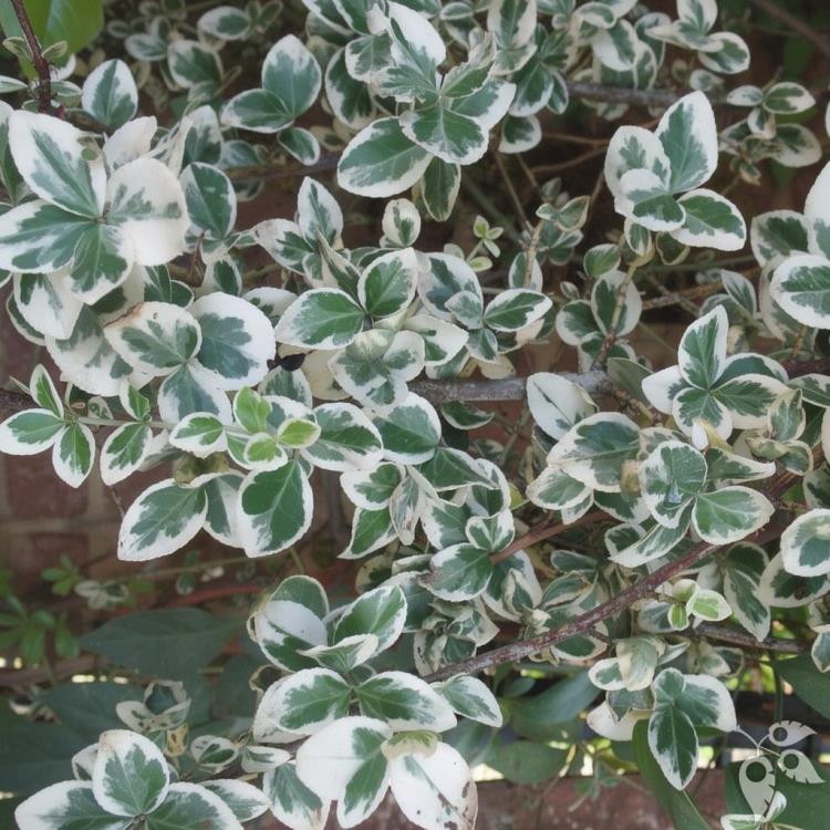 Euonymus, 'Moonshadow'