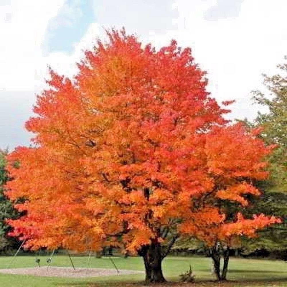 Maple, Sugar 'Fall Fiesta' #25