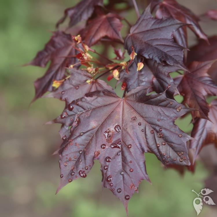 Maple, Truncatum 'Crimson Sunset' #20 #20 Pot