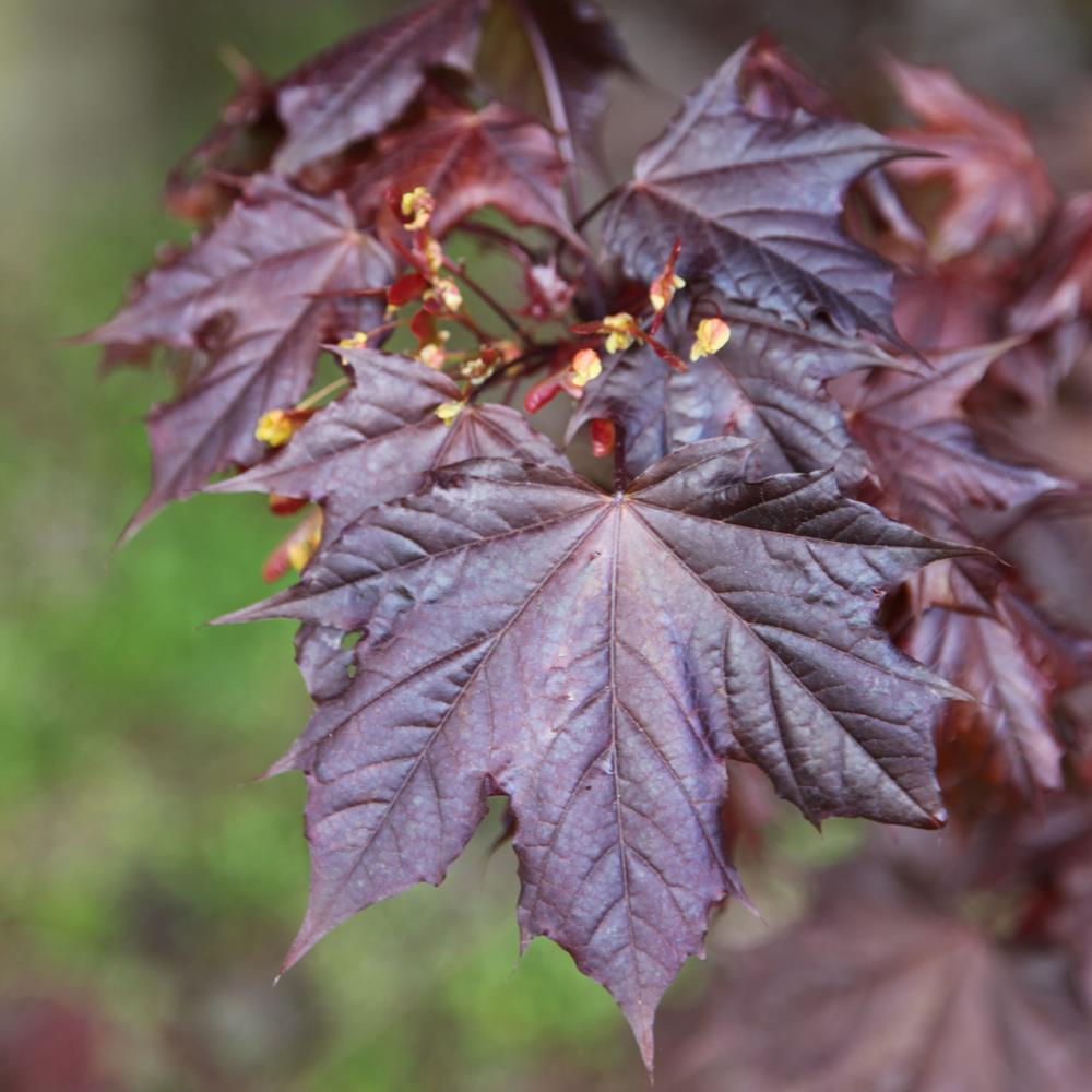 Maple, Truncatum 'Crimson Sunset' #20 #20 Pot