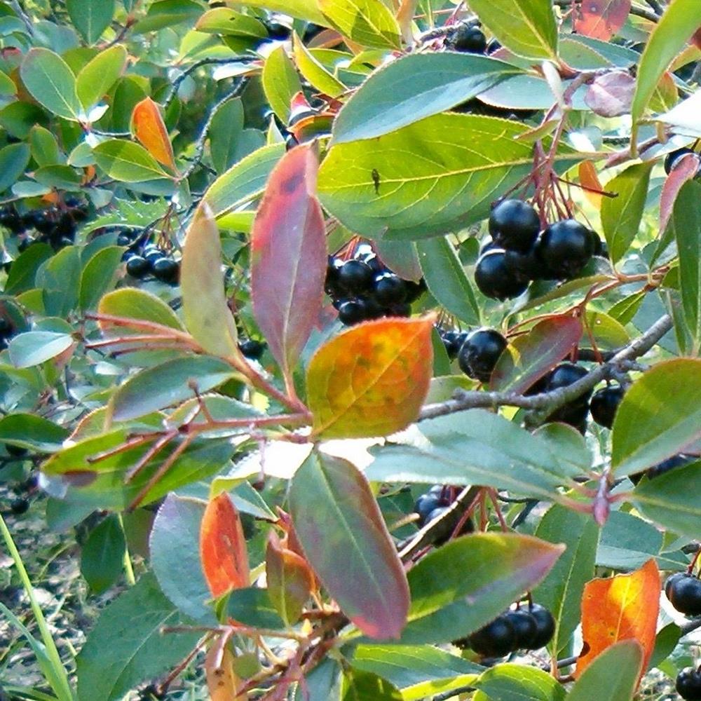 Aronia 'Viking Black' #3 3Aronia 'Viking Black' #3 Pot