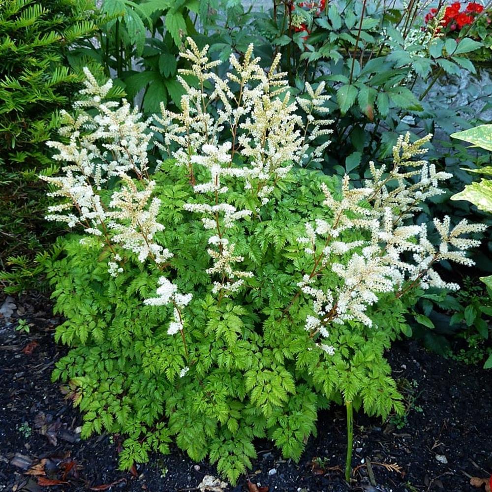 Goatsbeard 'Dwarf' #1
