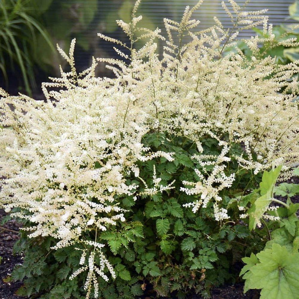 Goatsbeard 'Chantilly Lace' #1 Aruncus #1