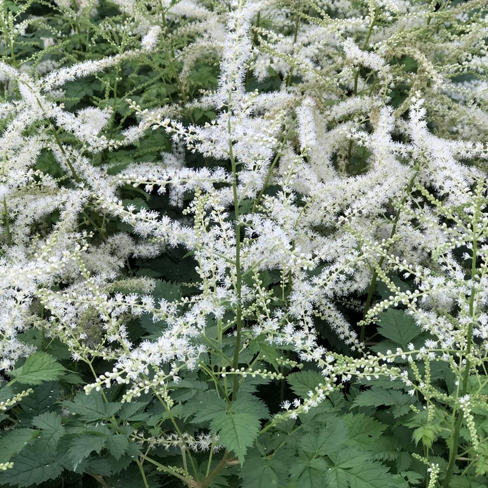 Goatsbeard 'Misty Lace' #1 Aruncus #1